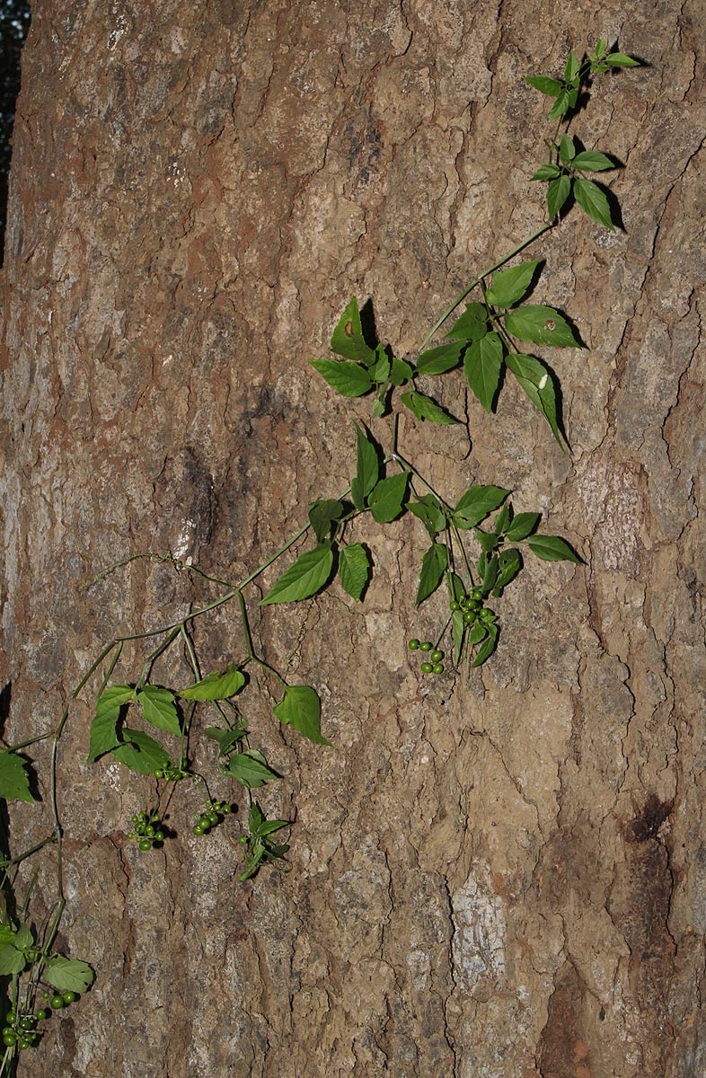 Cayratia gracilis