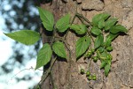 Cayratia gracilis