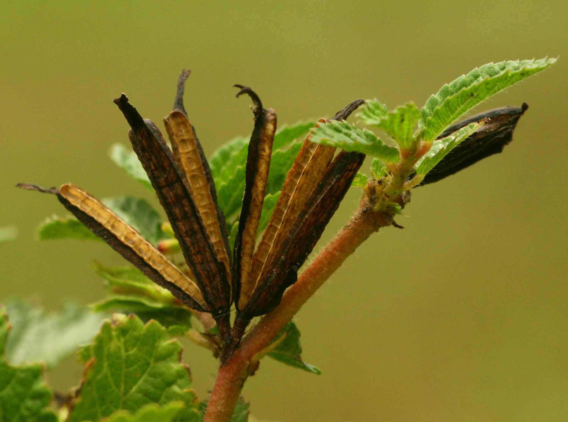 Corchorus aestuans