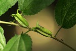 Corchorus aestuans
