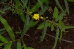 Corchorus asplenifolius
