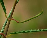 Corchorus asplenifolius