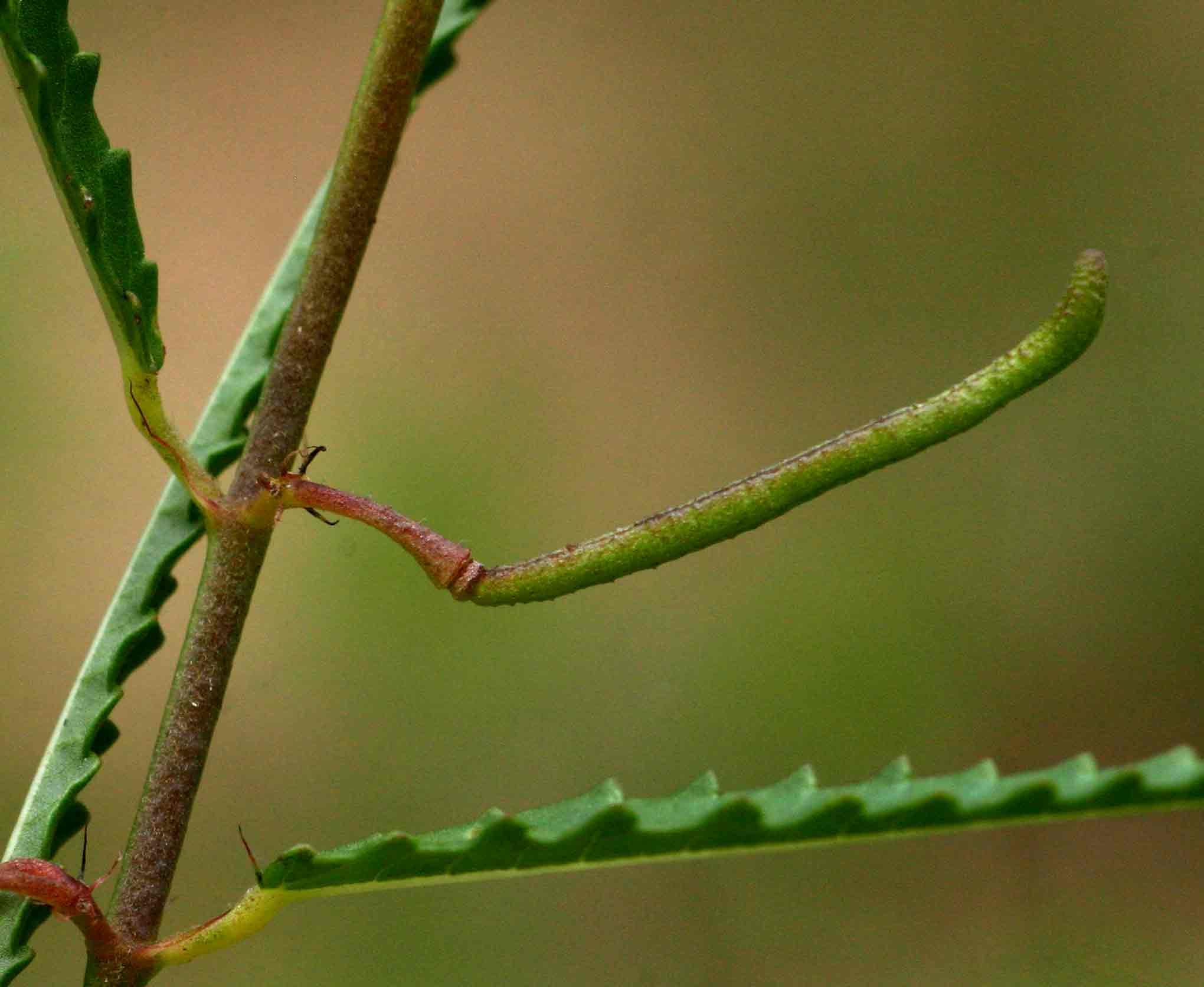 Corchorus asplenifolius