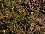 Corchorus asplenifolius