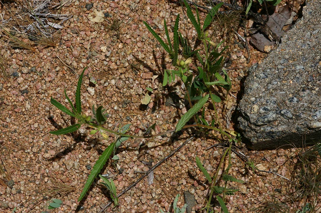 Corchorus asplenifolius