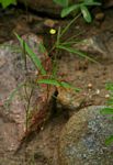 Corchorus longipedunculatus