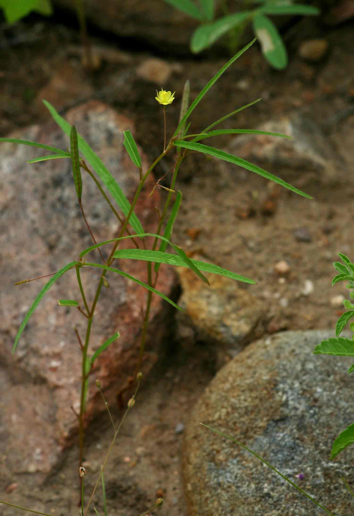 Corchorus longipedunculatus