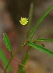 Corchorus longipedunculatus