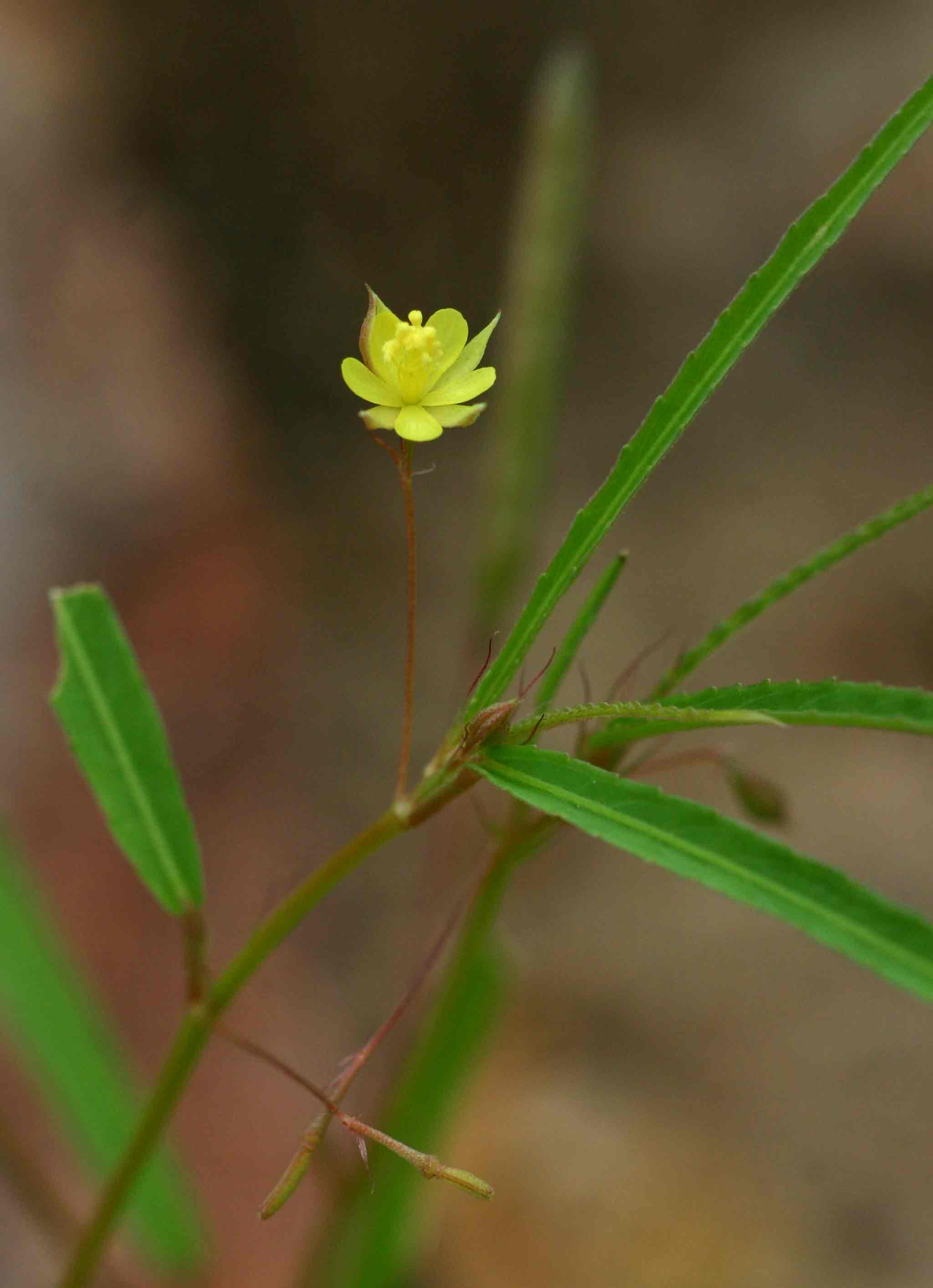 Corchorus longipedunculatus