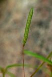 Corchorus longipedunculatus