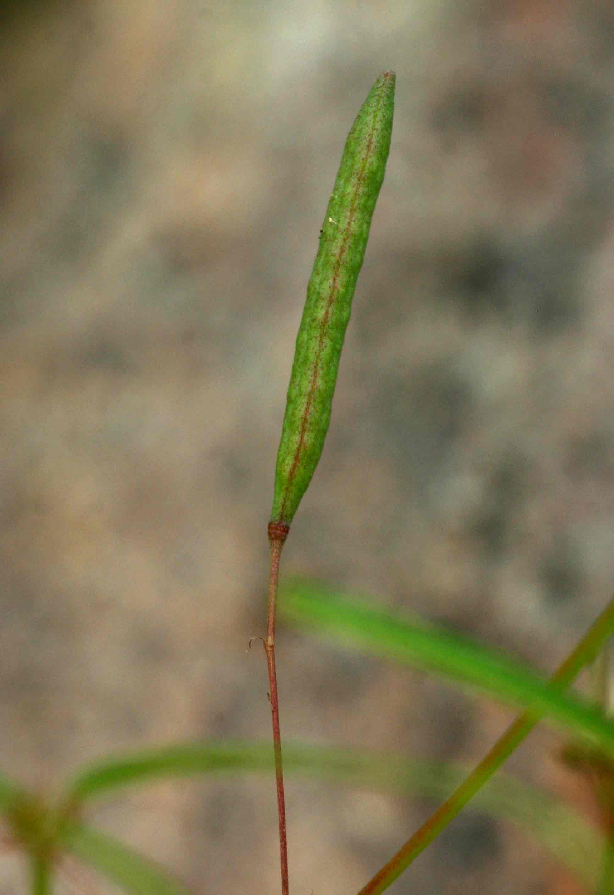Corchorus longipedunculatus