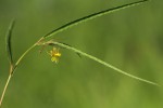 Corchorus longipedunculatus