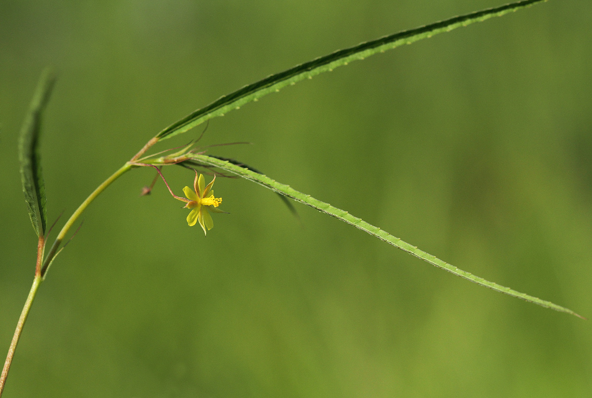 Corchorus longipedunculatus