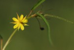 Corchorus longipedunculatus