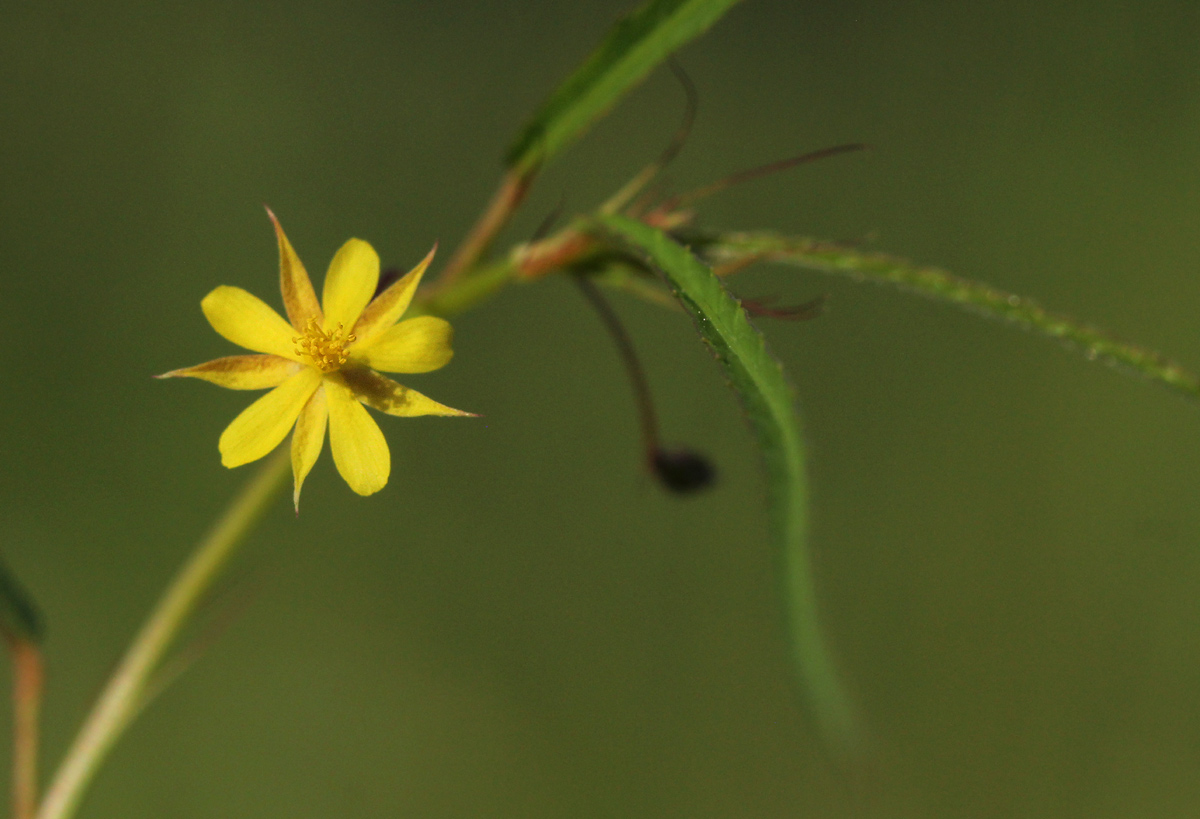 Corchorus longipedunculatus