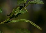 Corchorus schimperi