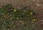 Corchorus schimperi