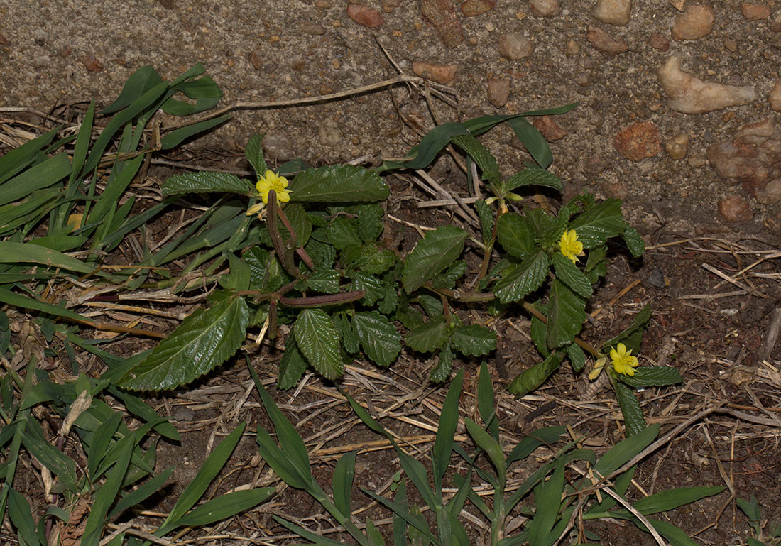 Corchorus schimperi