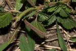 Corchorus schimperi
