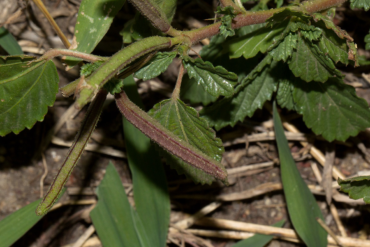 Corchorus schimperi
