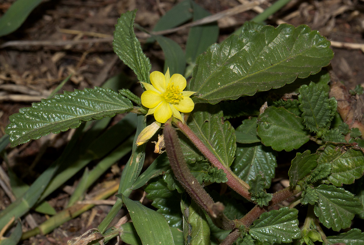 Corchorus schimperi