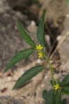 Corchorus tridens