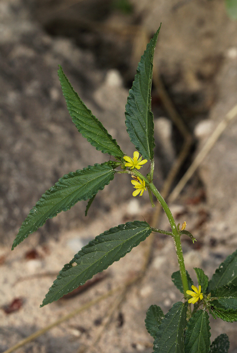 Corchorus tridens