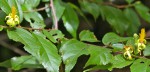 Grewia caffra