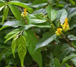 Grewia caffra