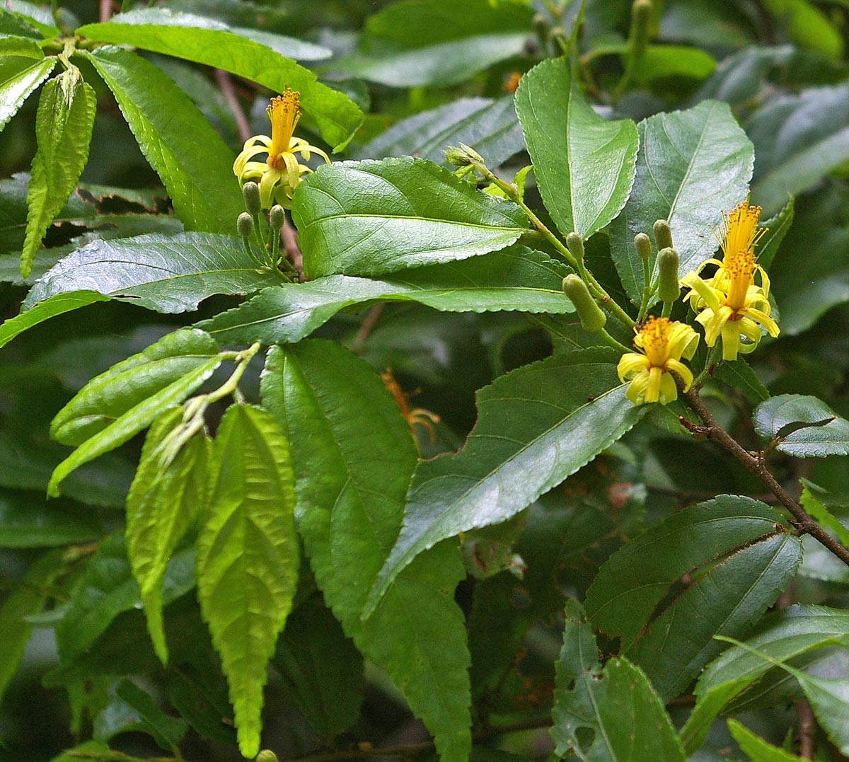 Grewia caffra