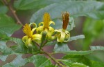 Grewia caffra