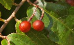 Grewia caffra
