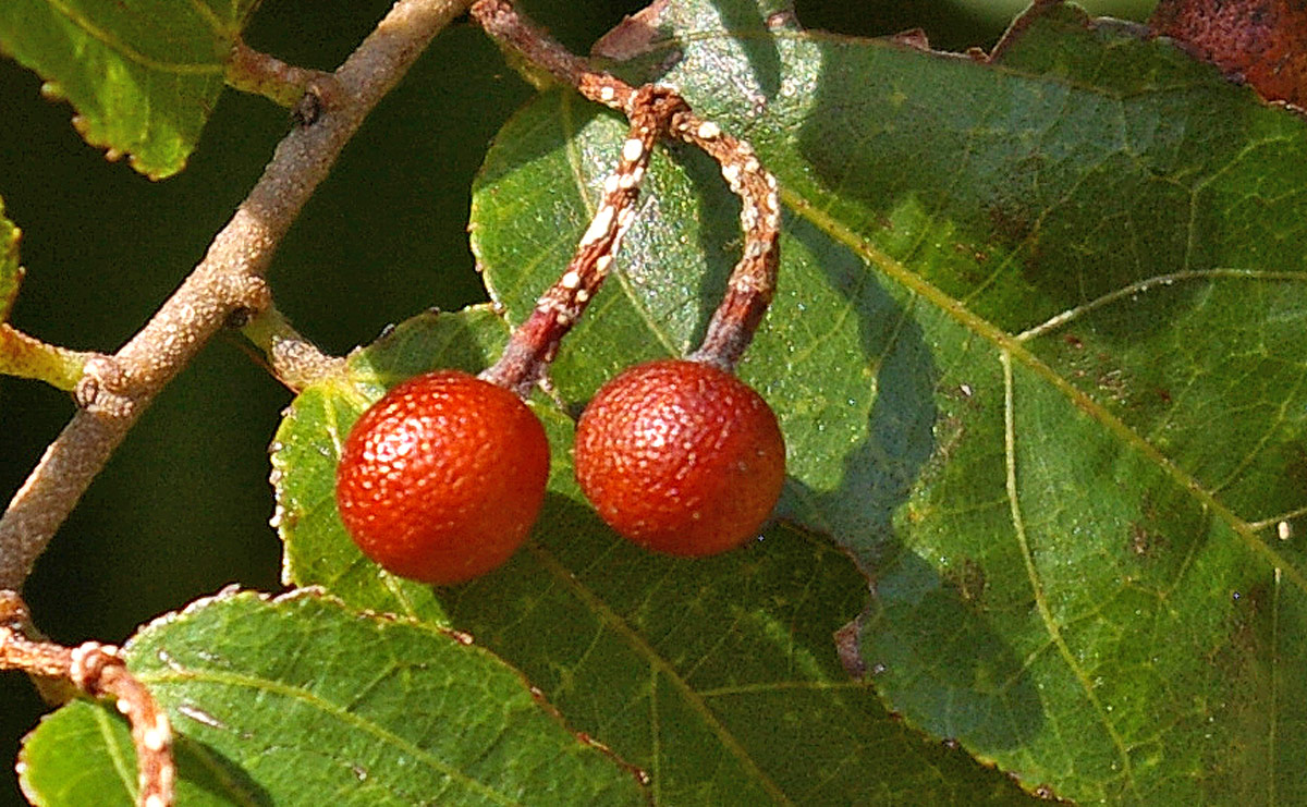 Grewia caffra