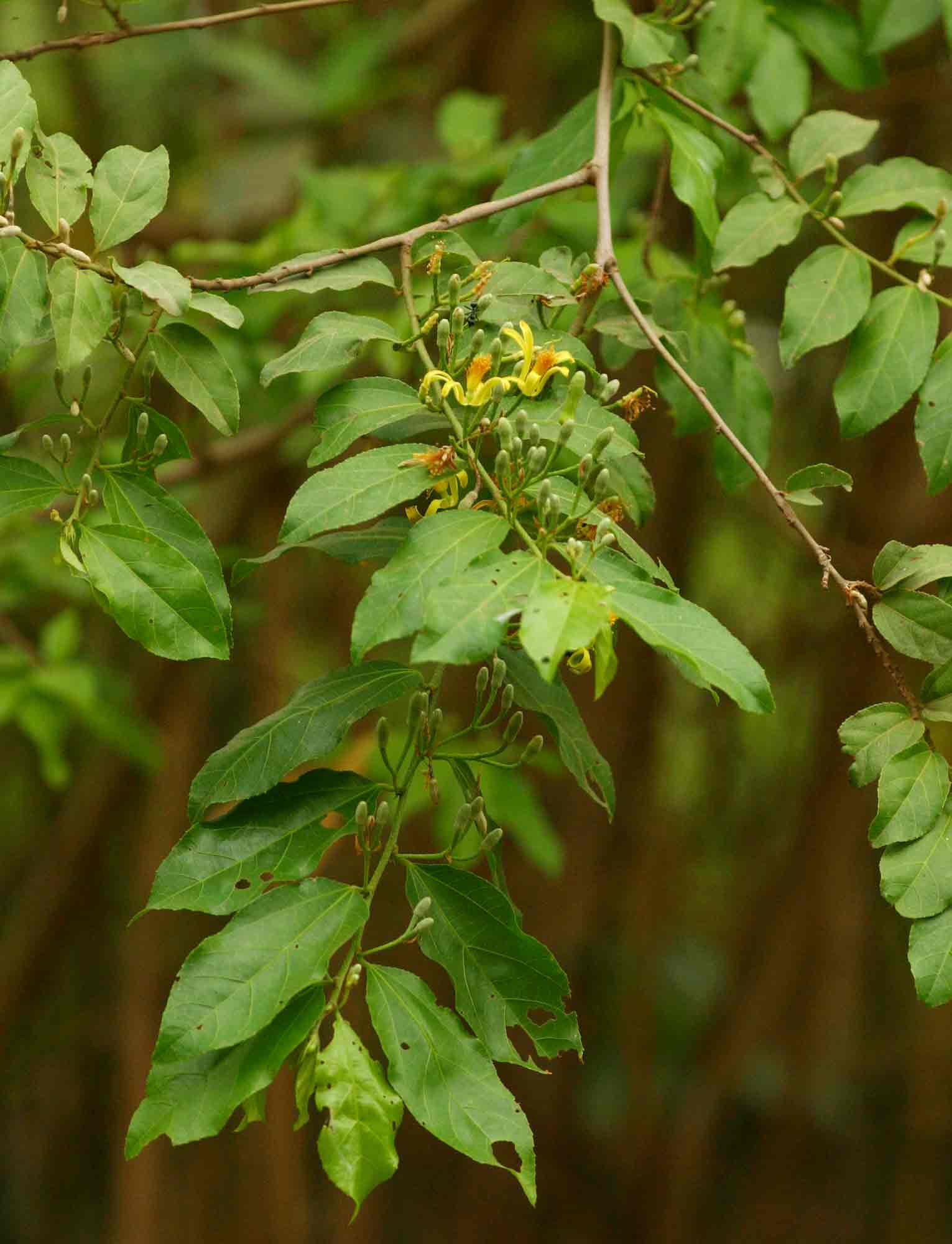 Grewia flavescens var. flavescens