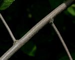 Grewia olukondae