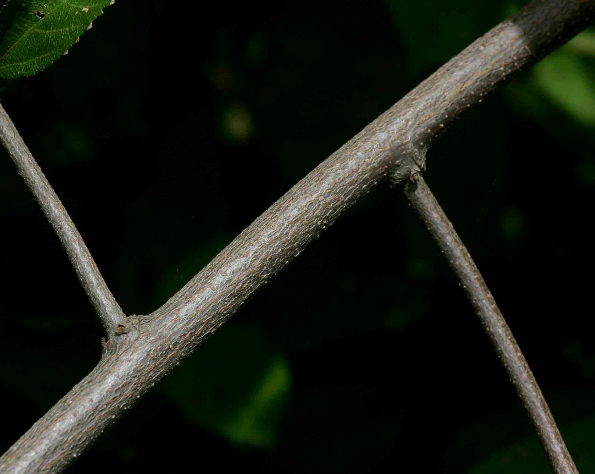 Grewia olukondae