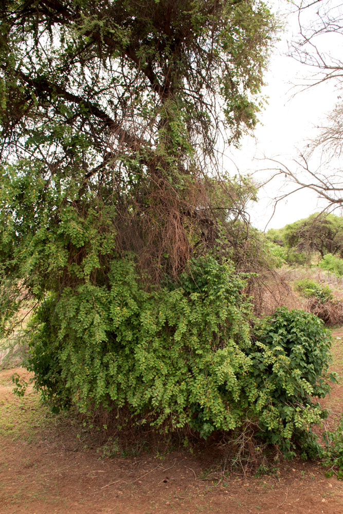 Grewia olukondae