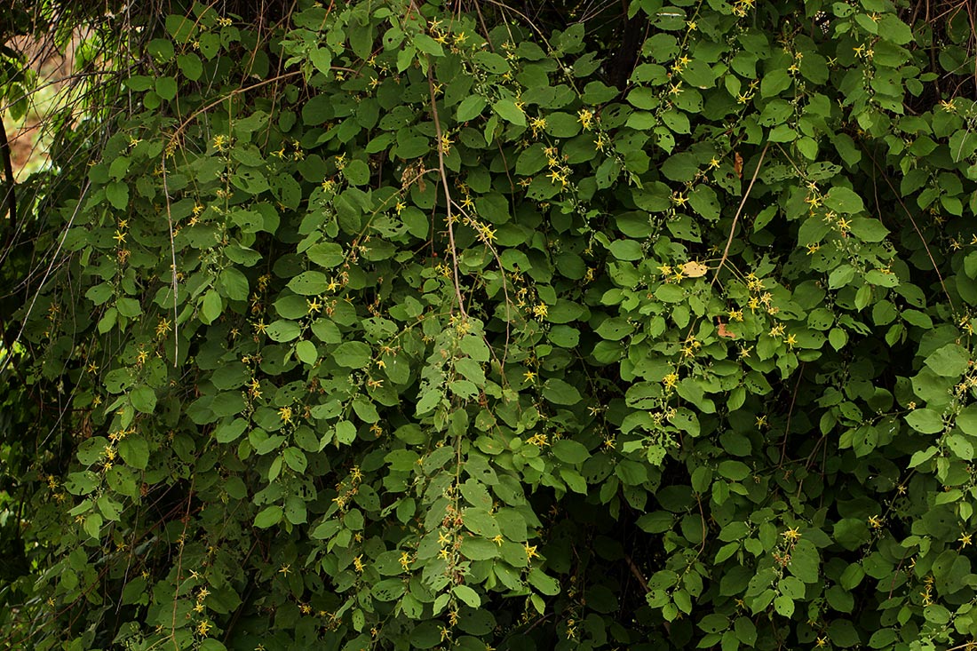 Grewia olukondae