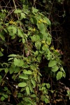 Grewia olukondae