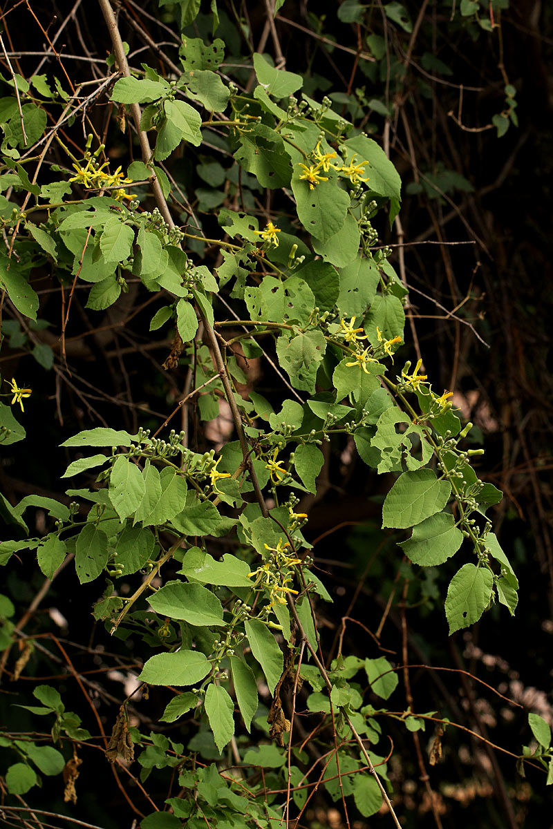 Grewia olukondae