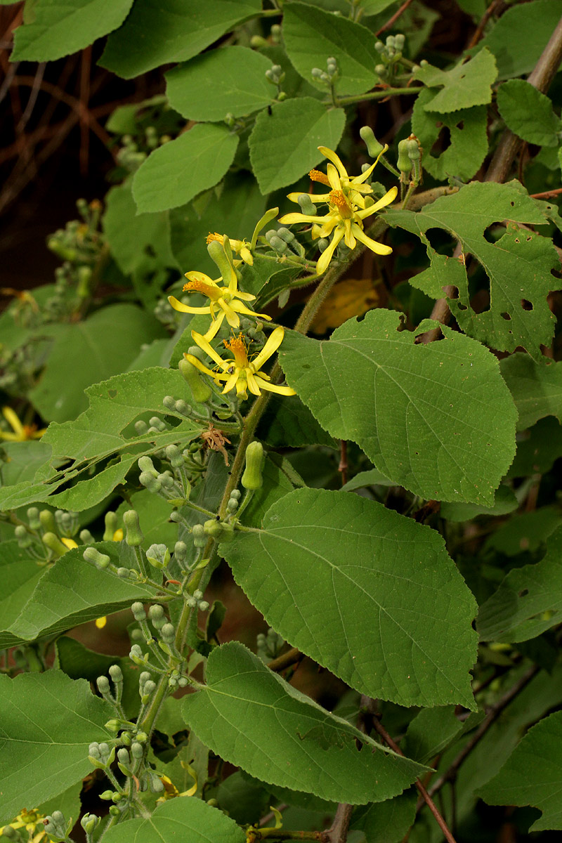 Grewia olukondae