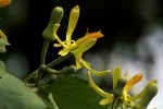 Grewia olukondae