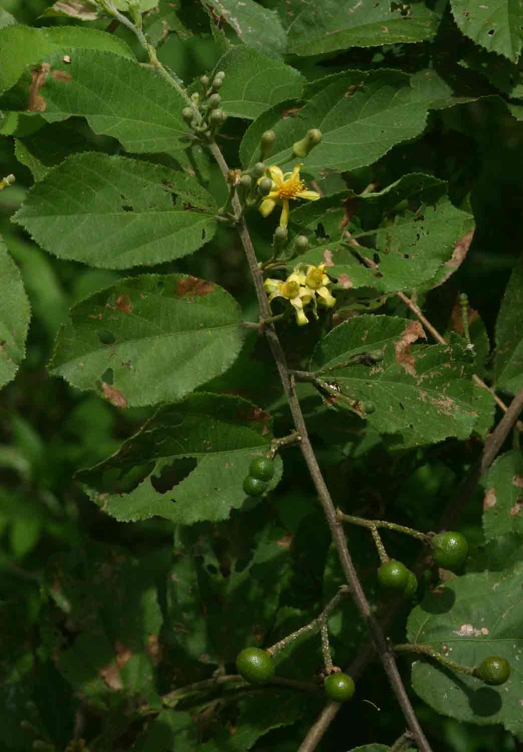 Grewia olukondae