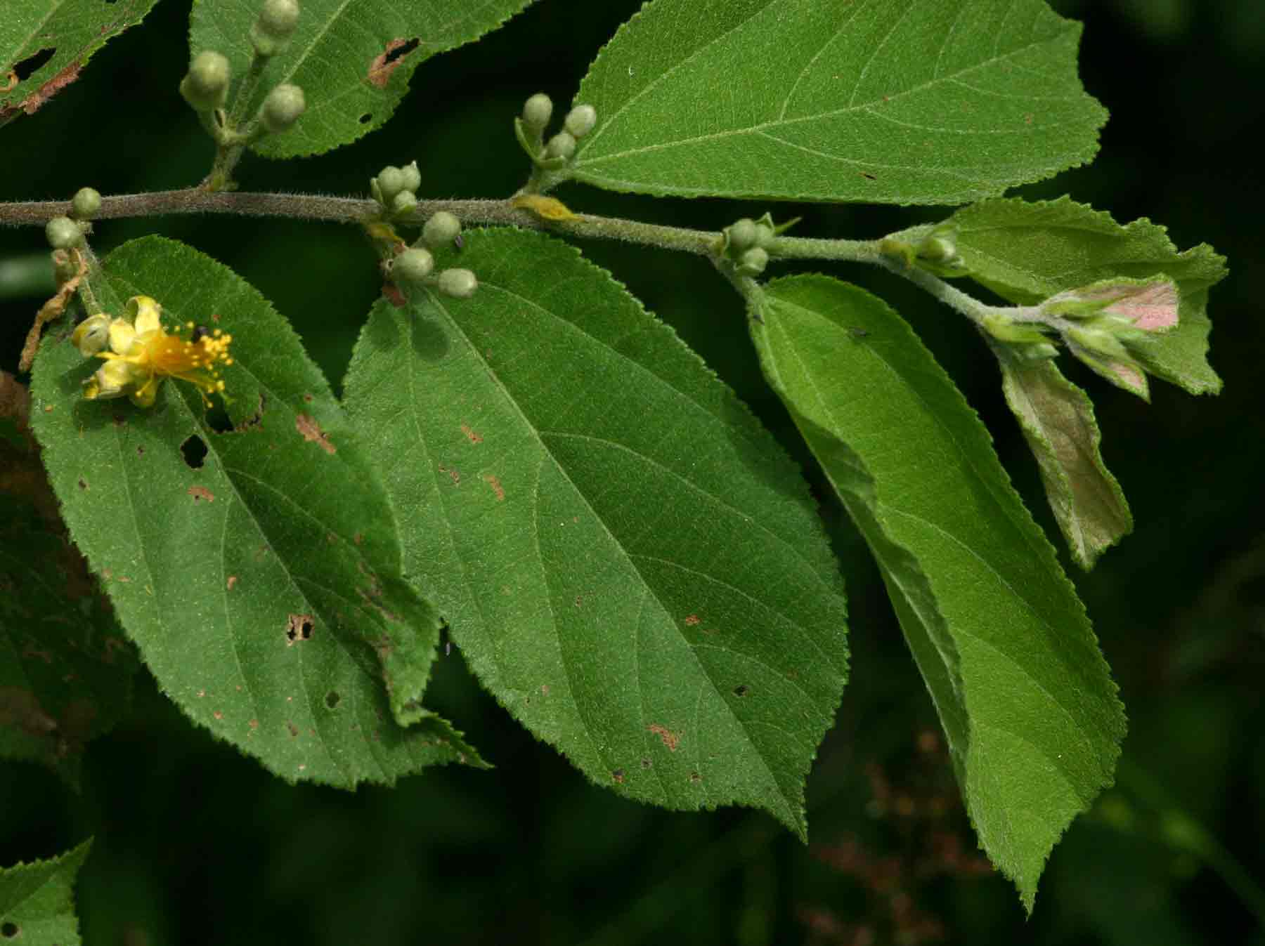 Grewia olukondae