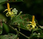 Grewia olukondae