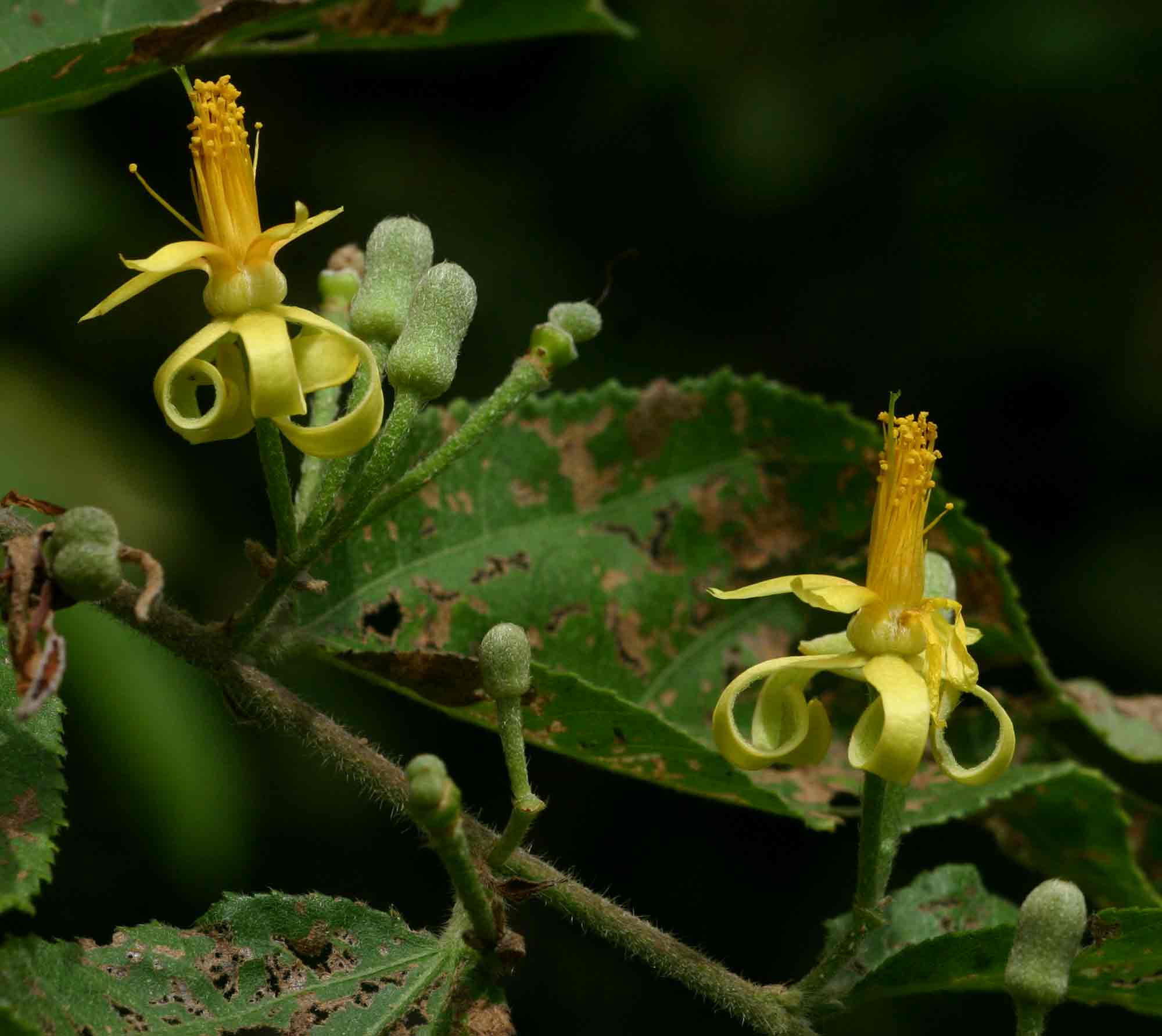 Grewia olukondae