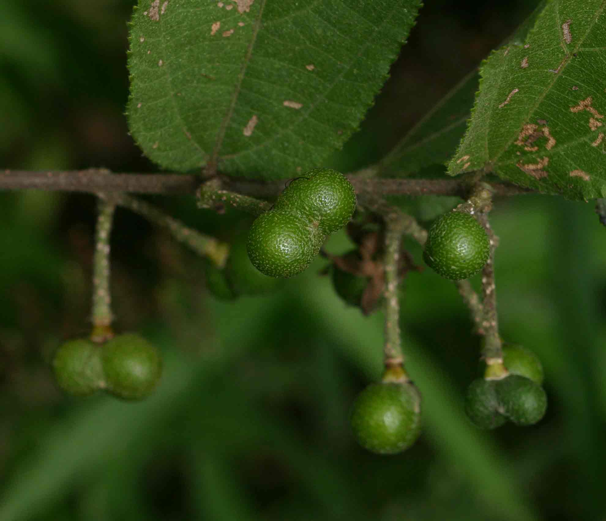 Grewia olukondae