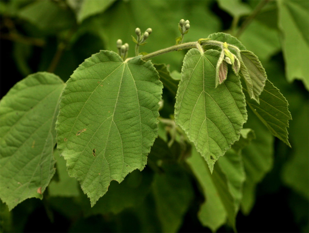 Grewia olukondae