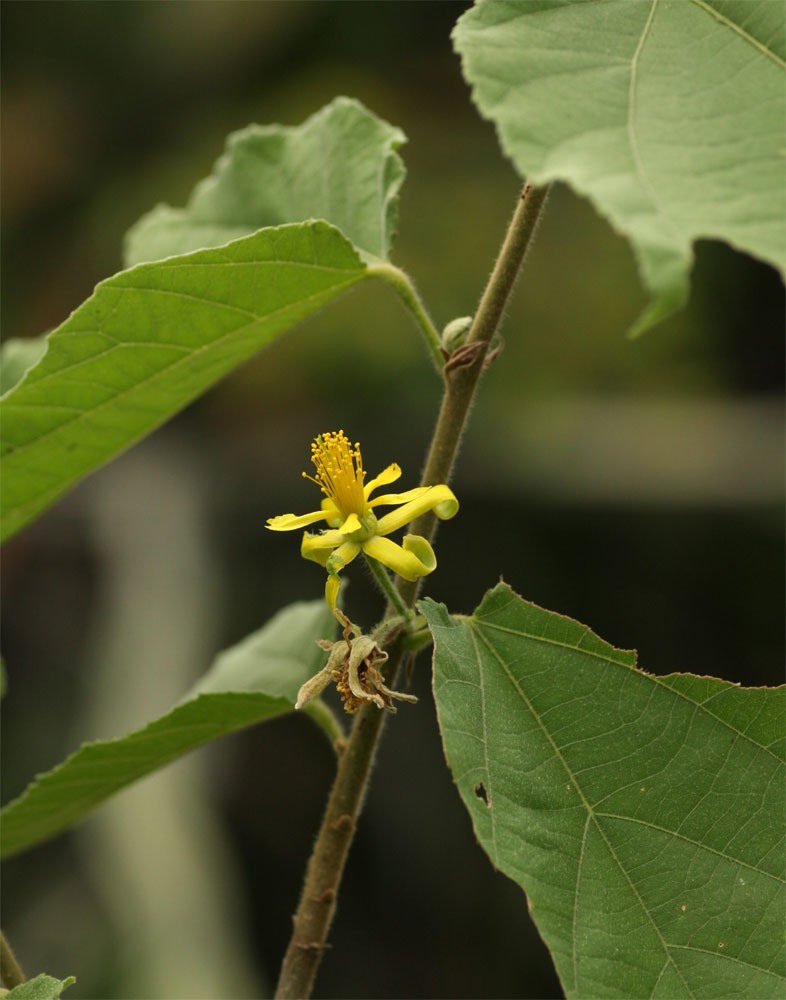 Grewia olukondae
