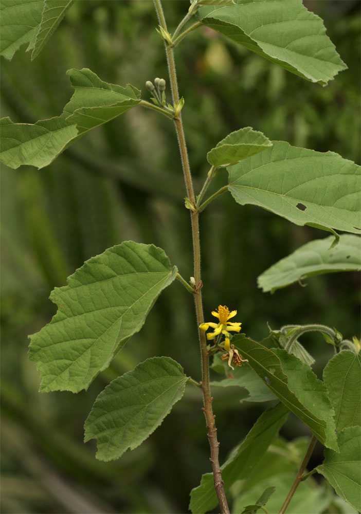 Grewia olukondae